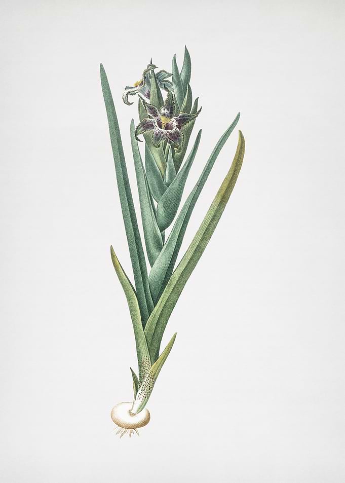 Ferraria