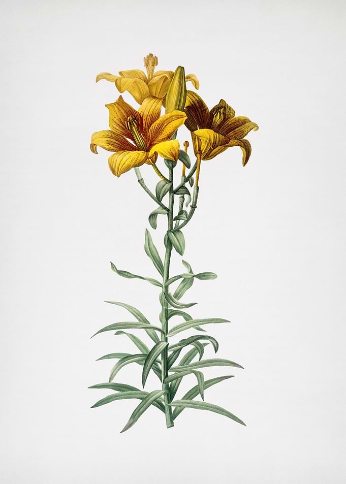 Fire Lily