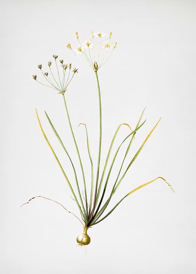 Allium Straitum