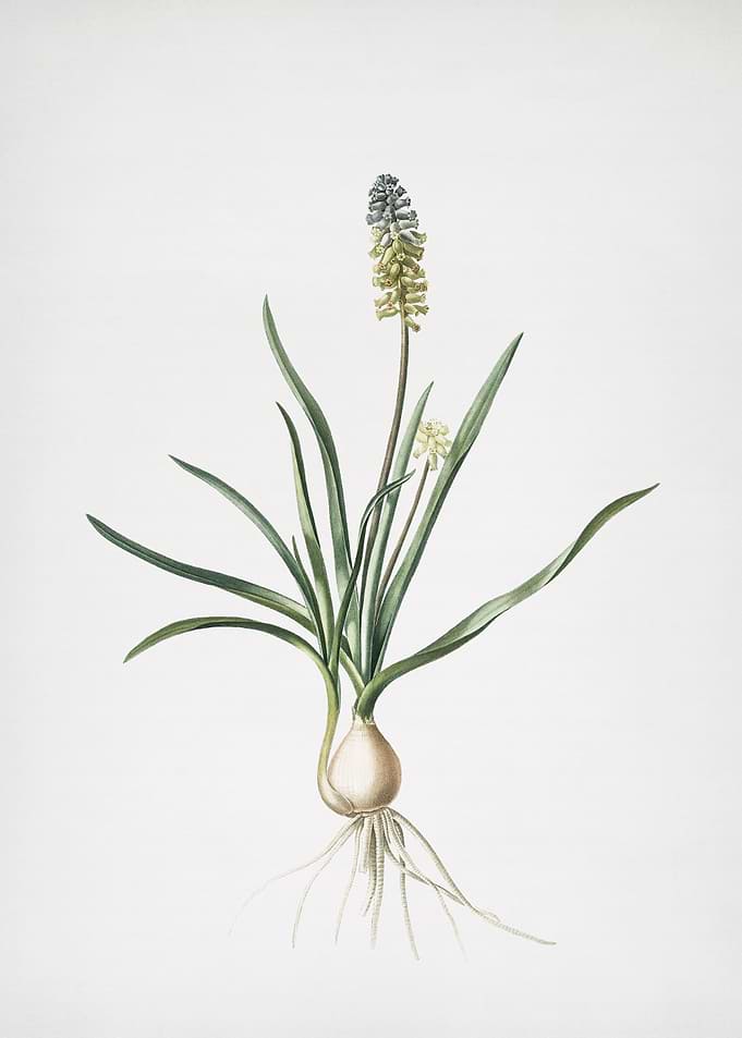 Muscari Ambrosiacum