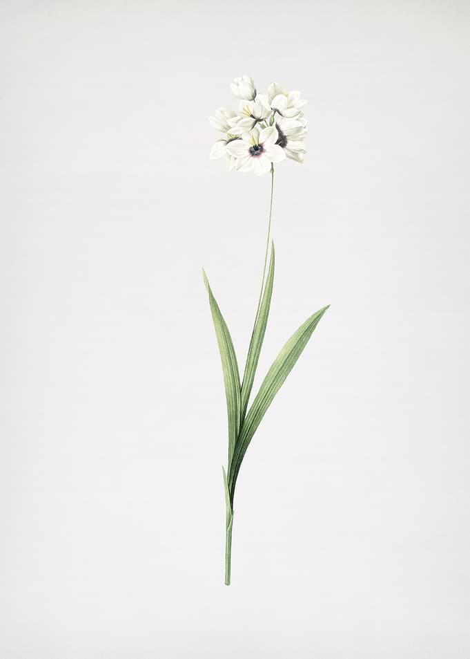 Ixia Maculata
