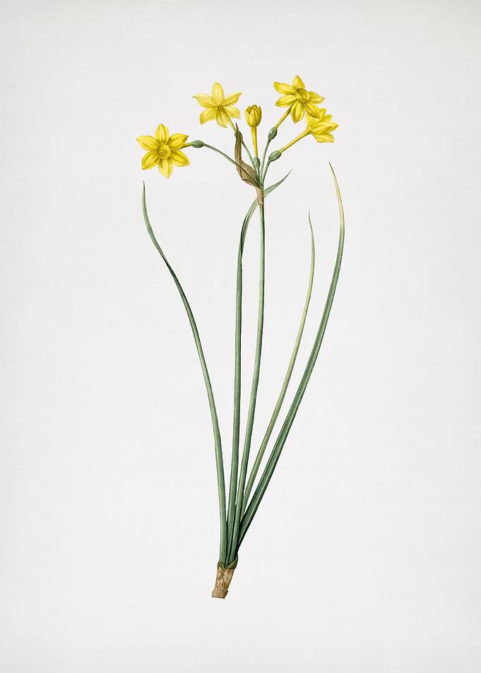 Rush Daffodil