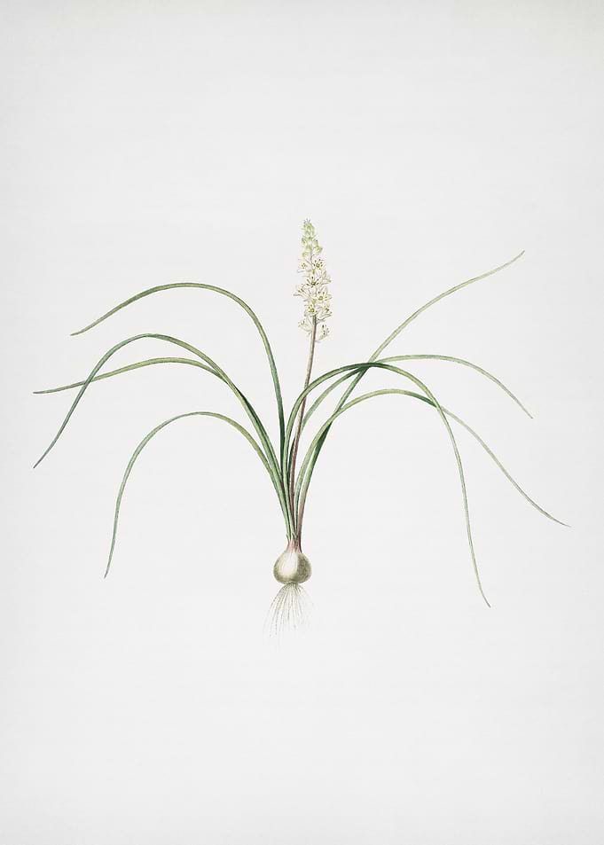 Lachenalia Angustifolia