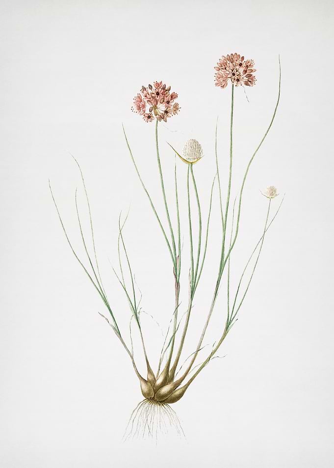 Allium Globosum