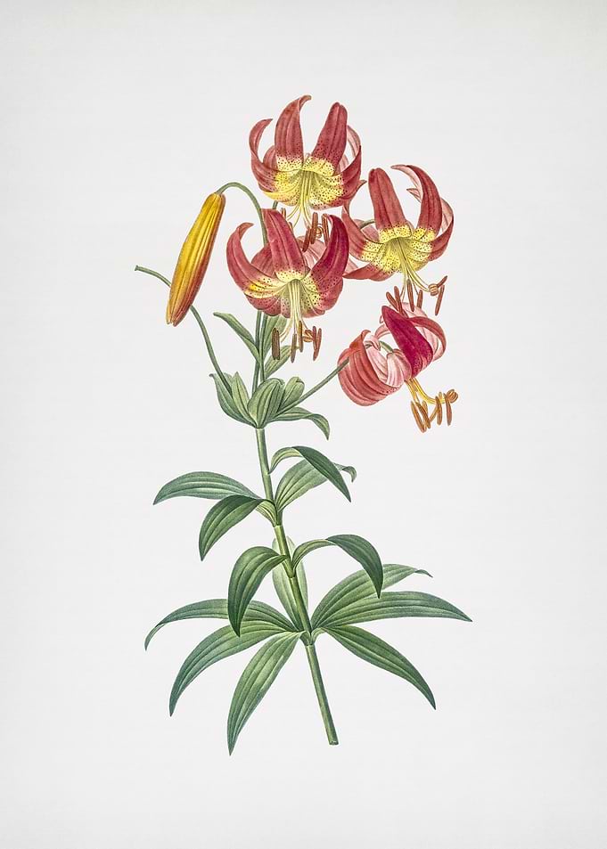 Turban Lily