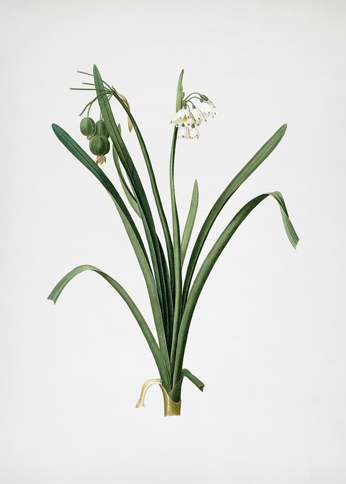 Summer Snowflake