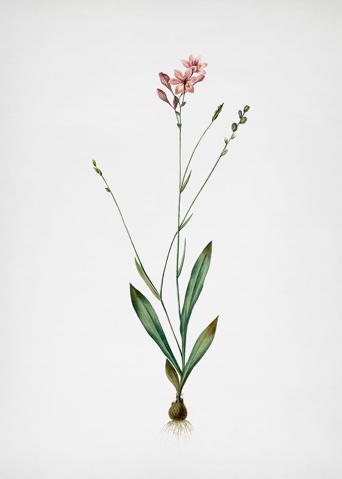 Gladiolus Junceus