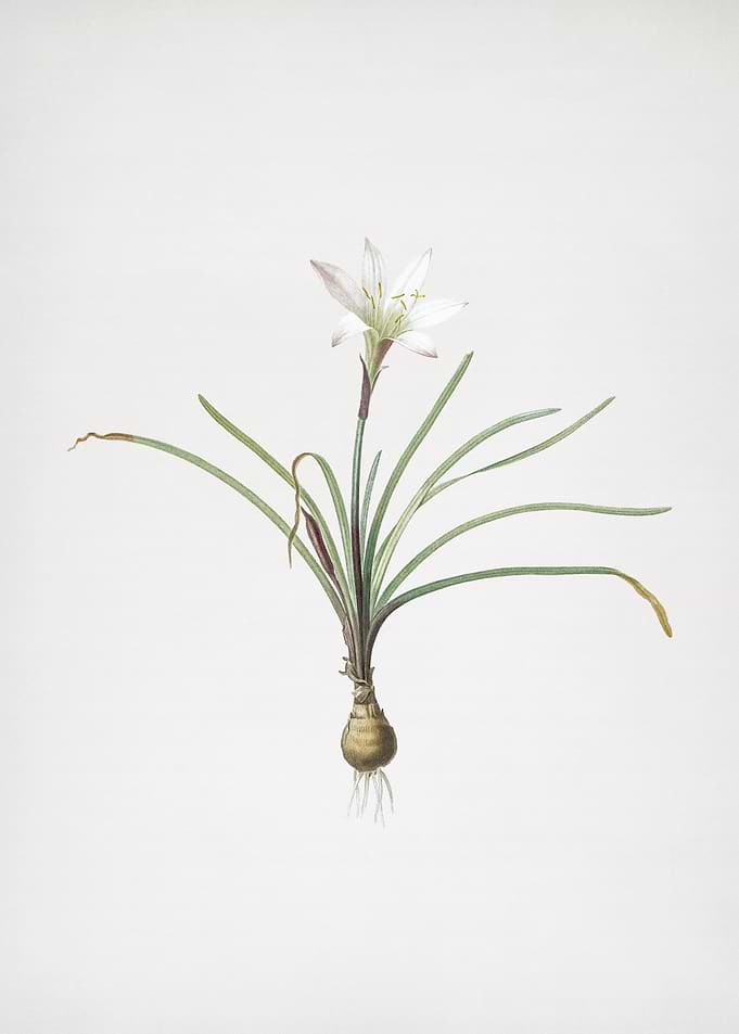 Rain Lily