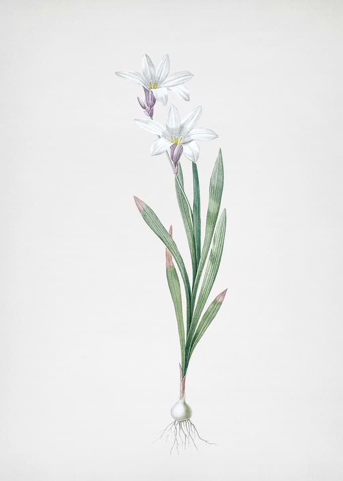 Ixia Liliago