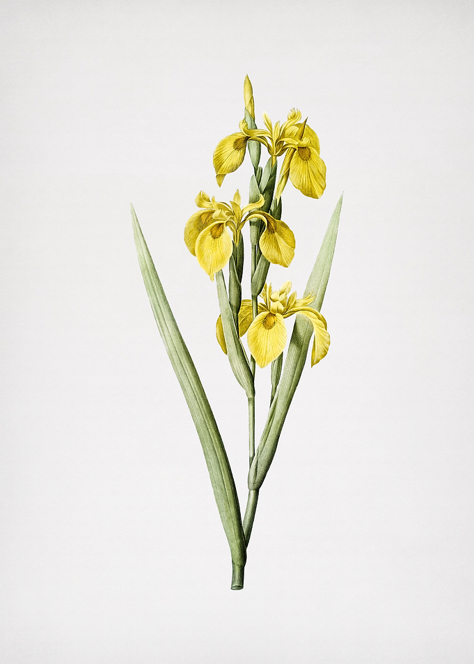 Irises