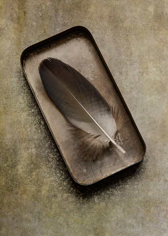Brown feather