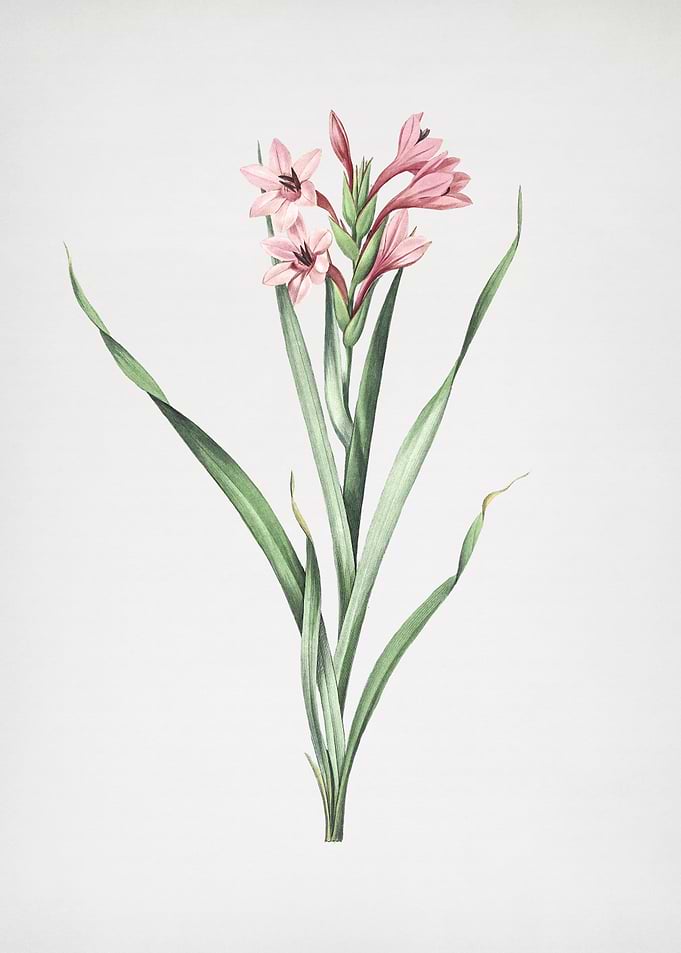 Sword Lily