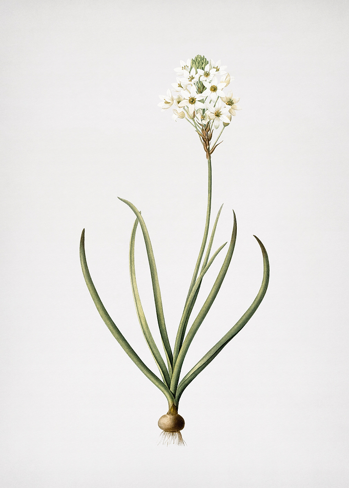 Arabian Starflower