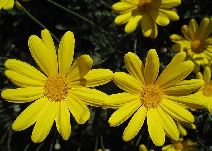 Two yellow sunny daisies