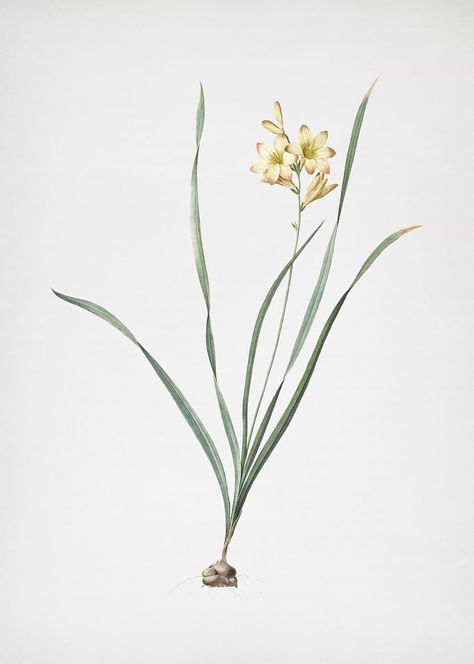 Gladiolus Lineatus