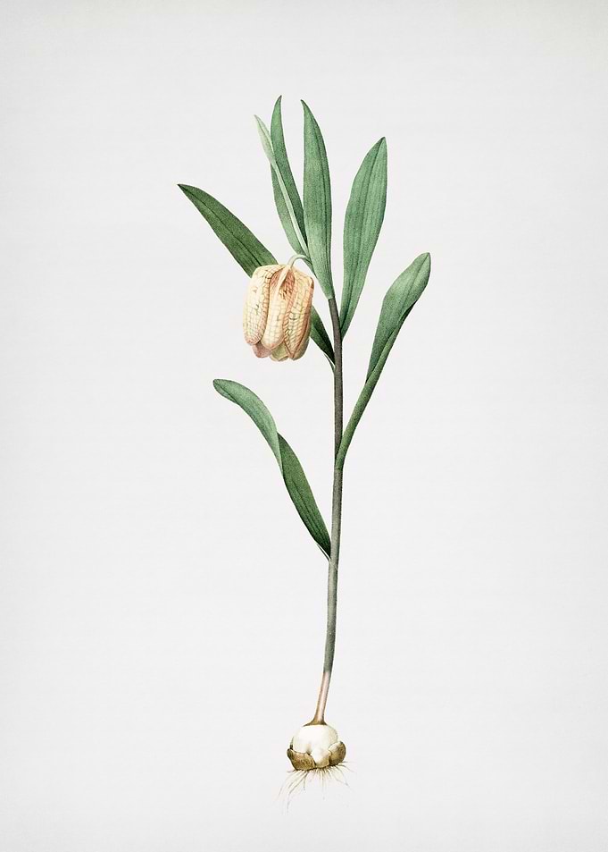 Fritillaria Latifolia