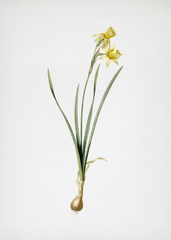 Narcissus Calathinus