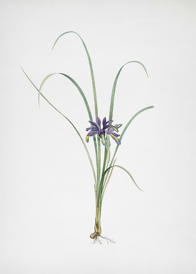 Grass Leaved Iris