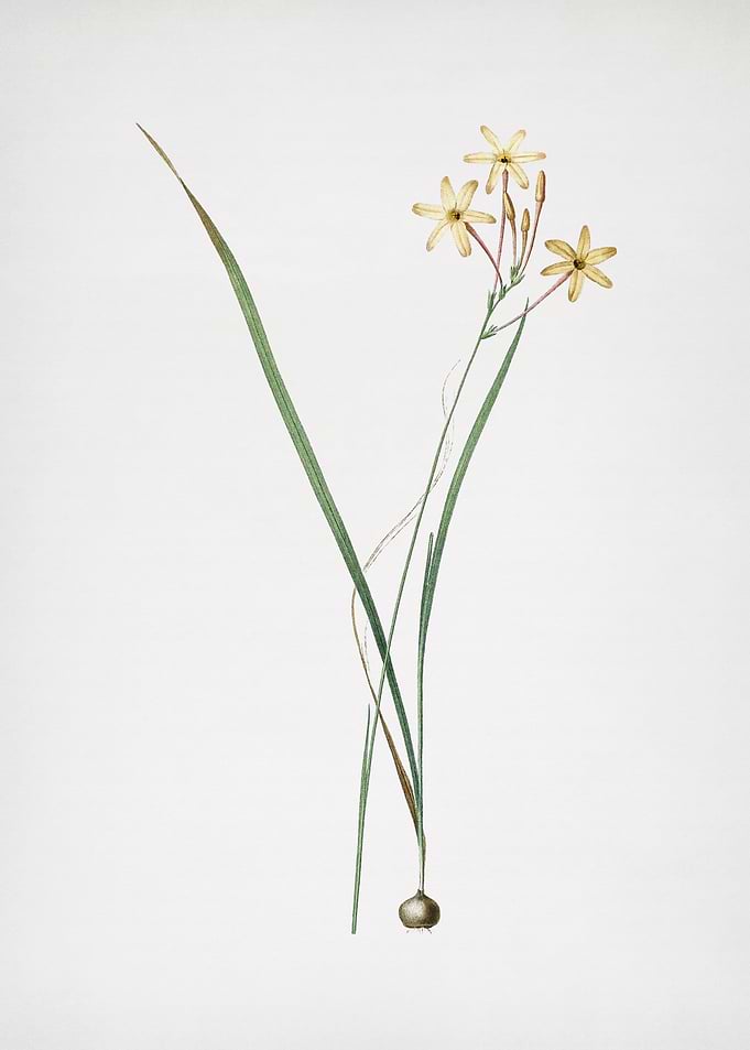 Ixia Longiflora