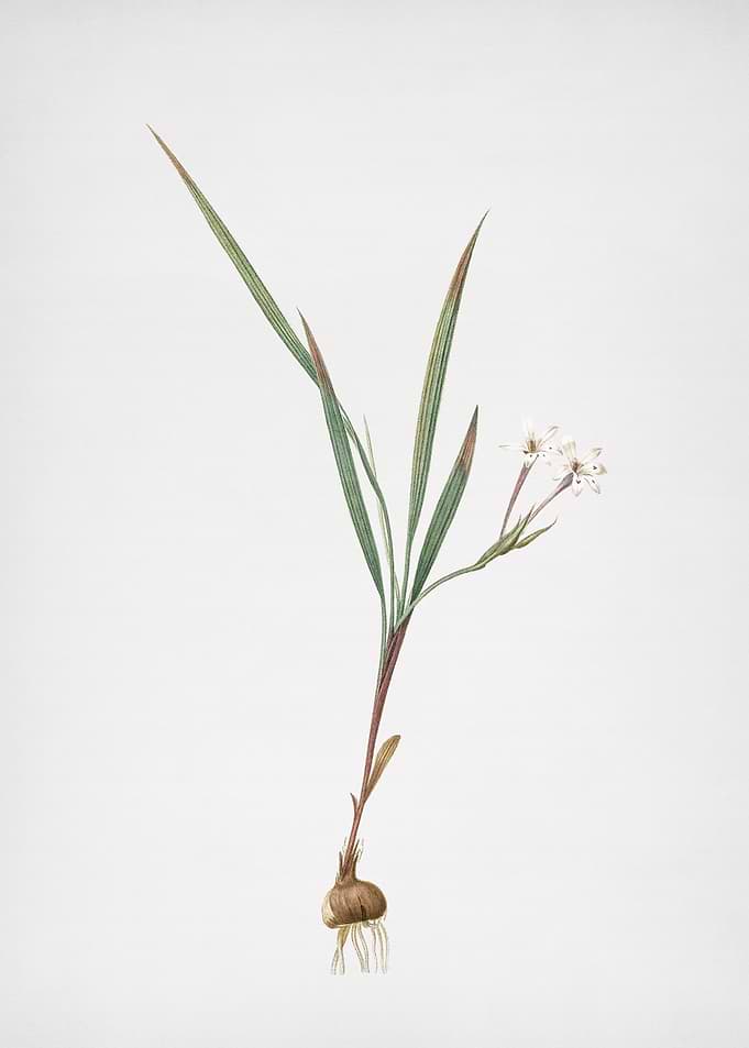 Gladiolus Inclinatus