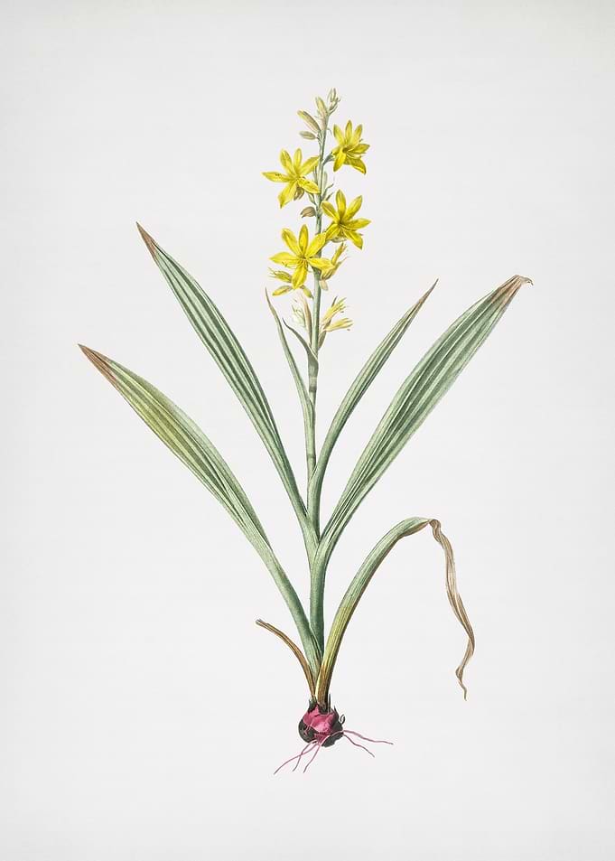 Wachendorfia Thyrsiflora