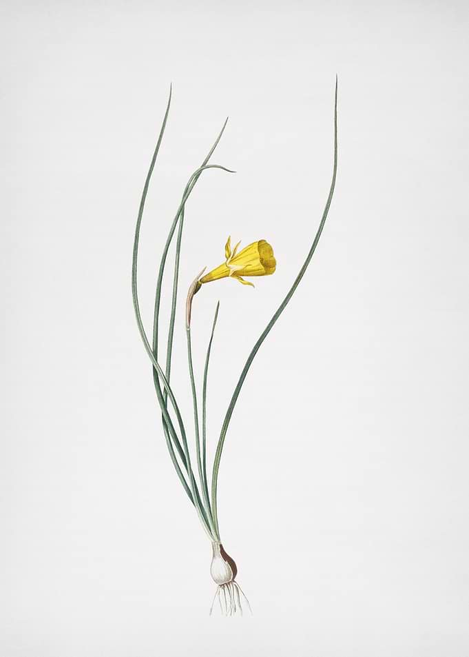Daffodil
