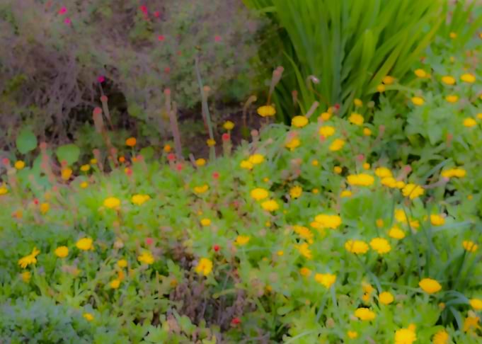 Floral Garden