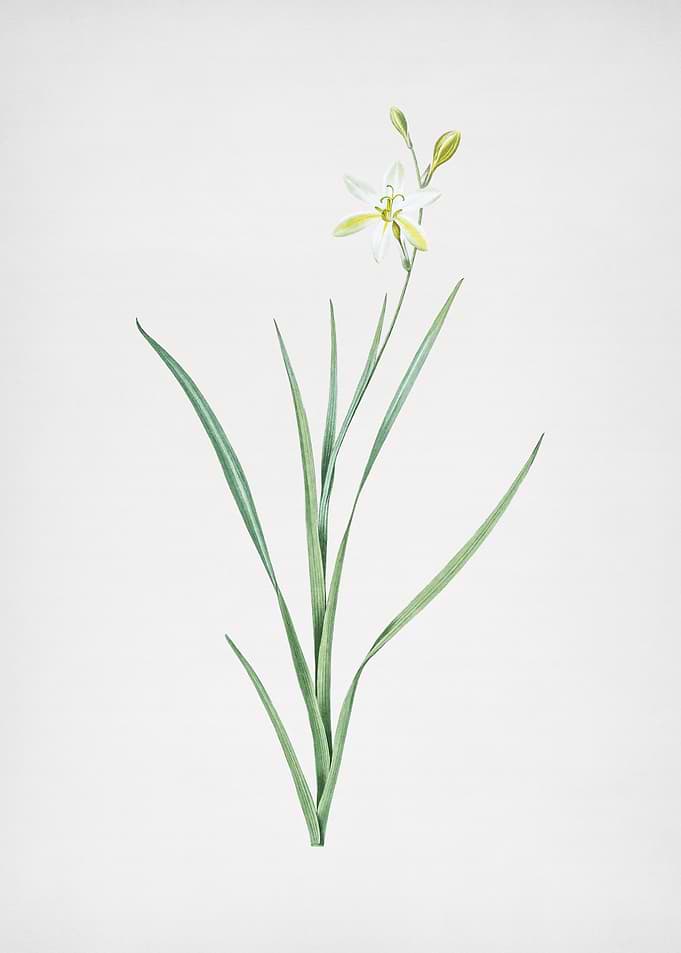 Ixia Anemonae Flora