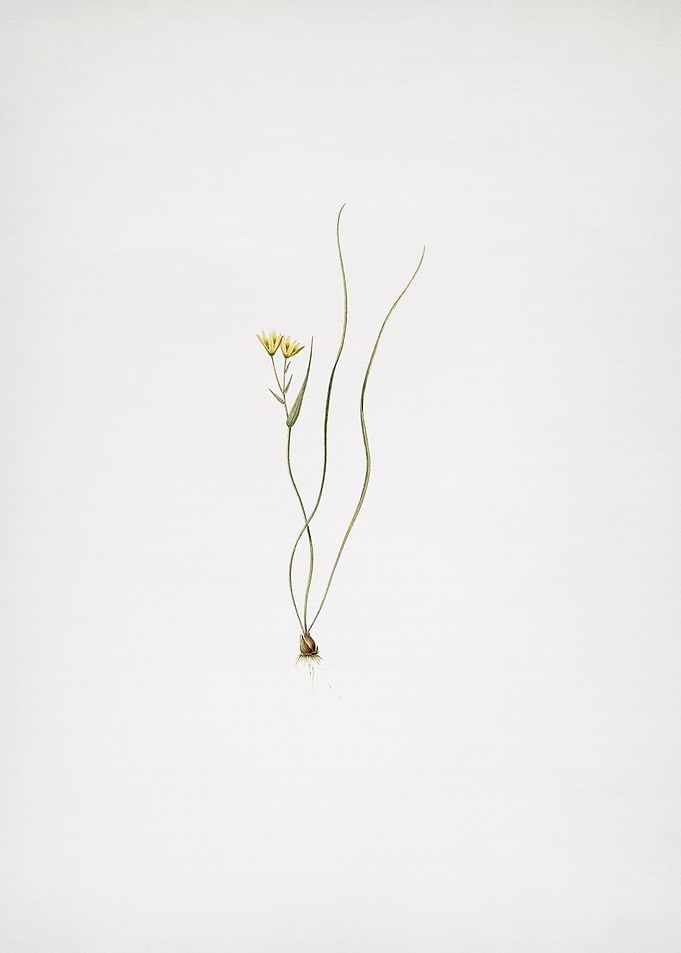 Ornithogalum Spathaceum