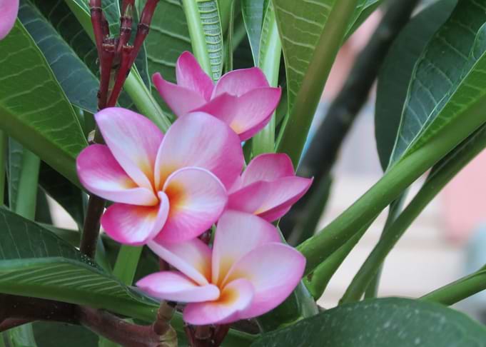 Summer Flower Dubai