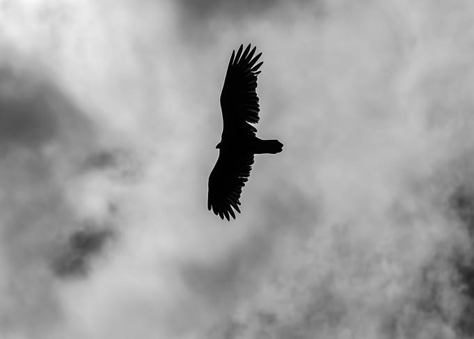 bird in the sky