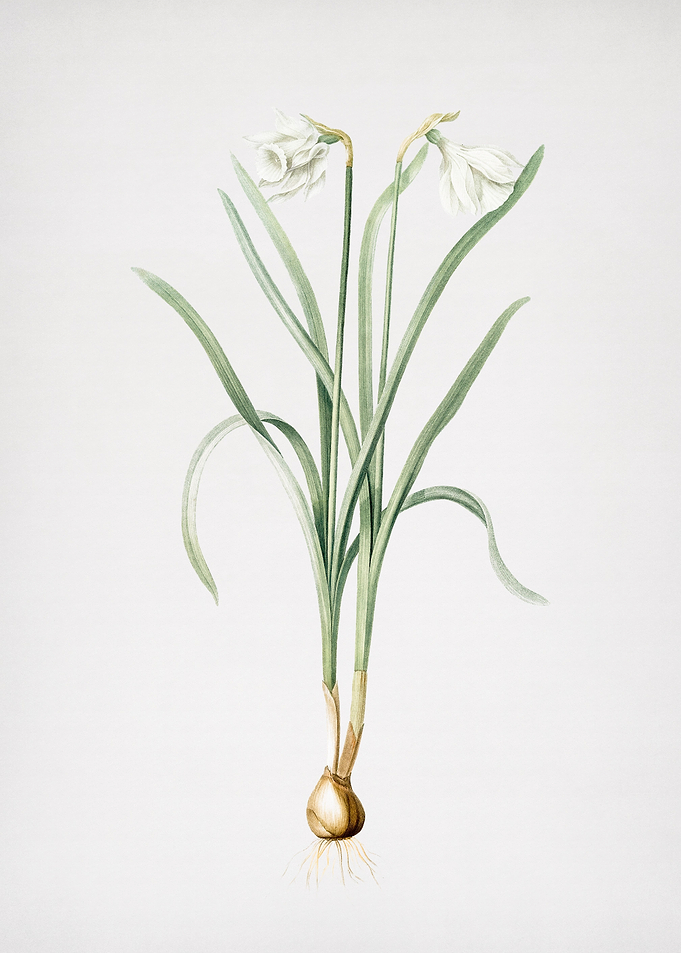 Narcissus Candidissimus