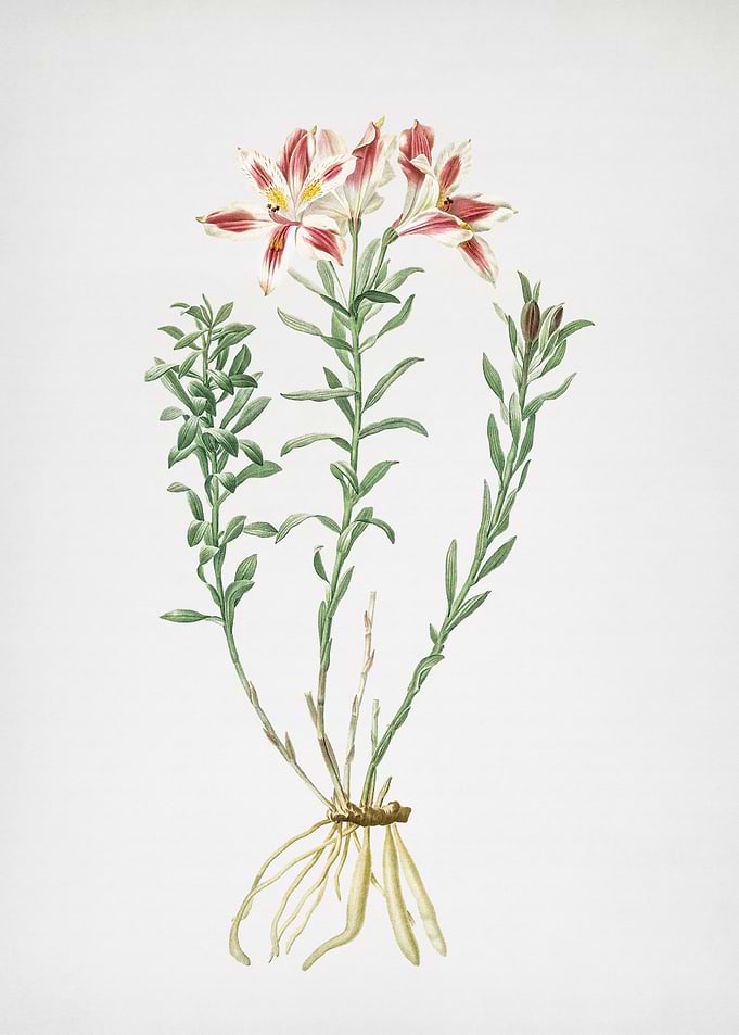 Lily of the Incas