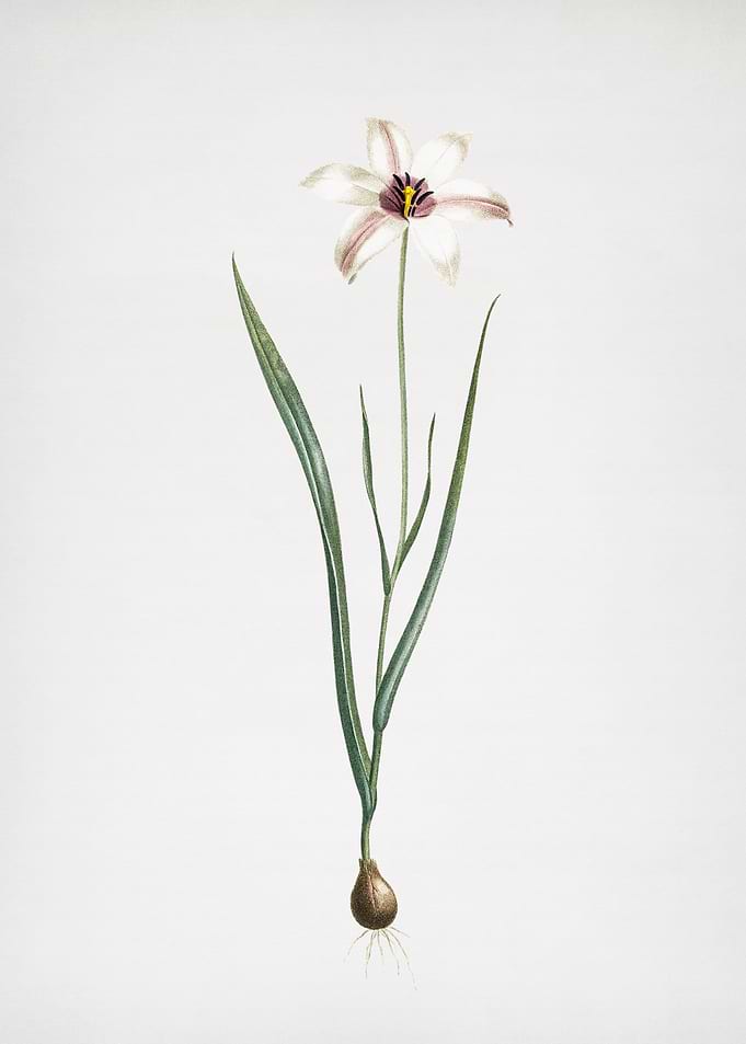 Lady Tulip