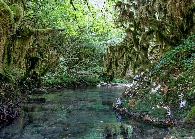 river in the forest
