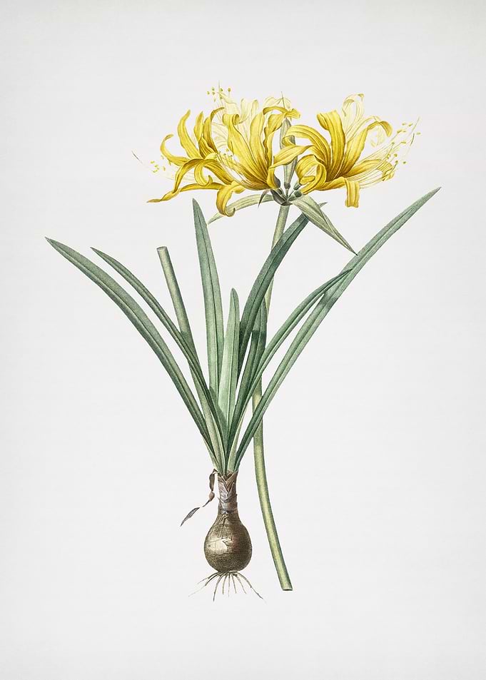 Golden Hurricane Lily