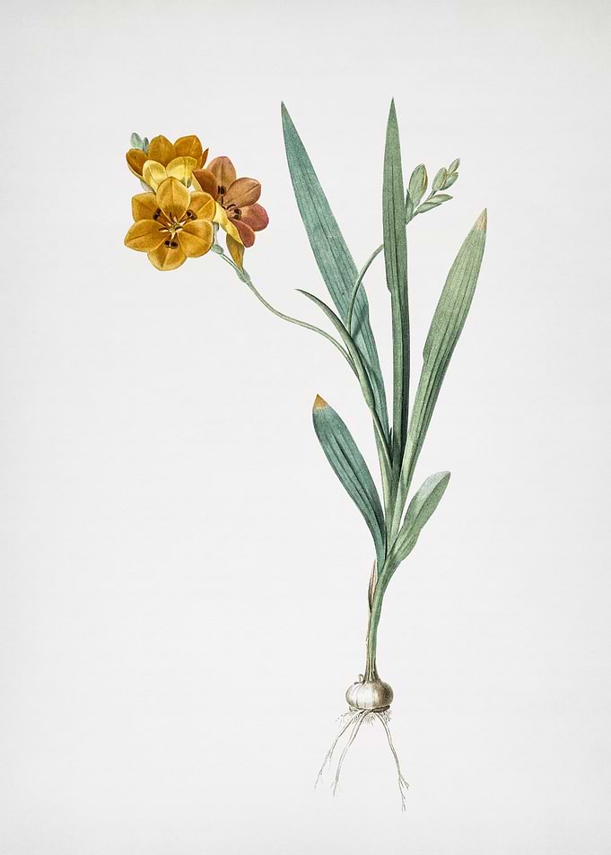 Ixia Miniata