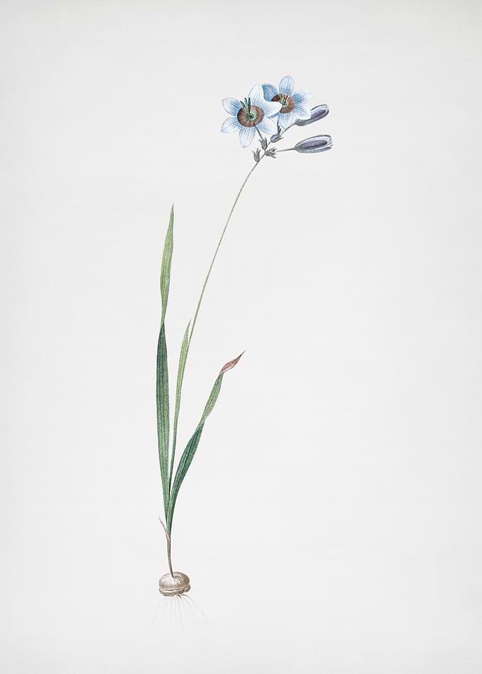 Galaxia Ixiaeflora