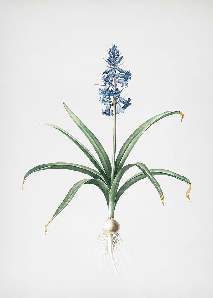 Scilla Patula