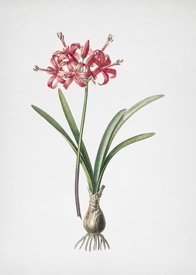 Guernsey Lily