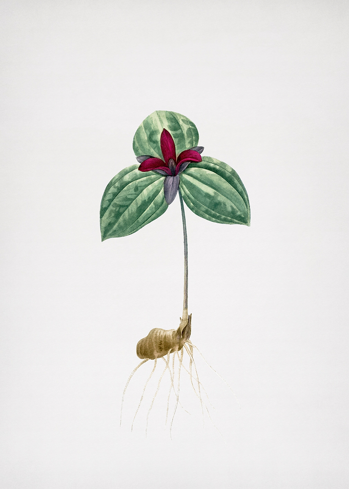 Tri Flower