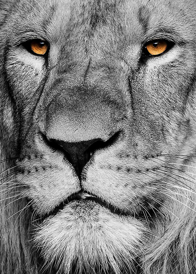 LION king face poster