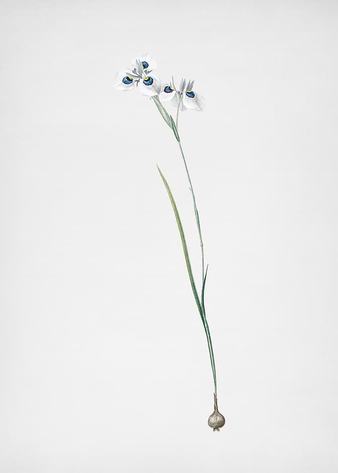 Vieusseuxia Glaucopis
