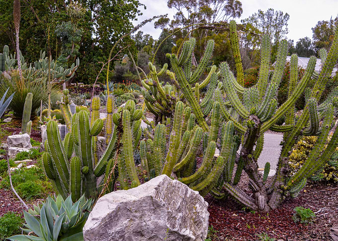 Cactus Garden