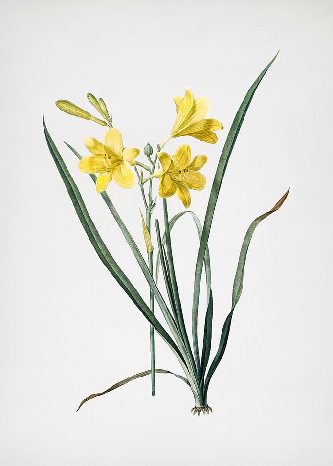 Daylily