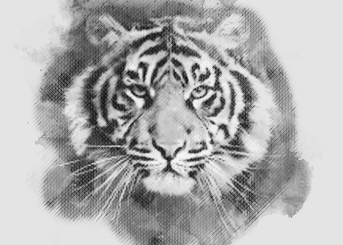 tiger