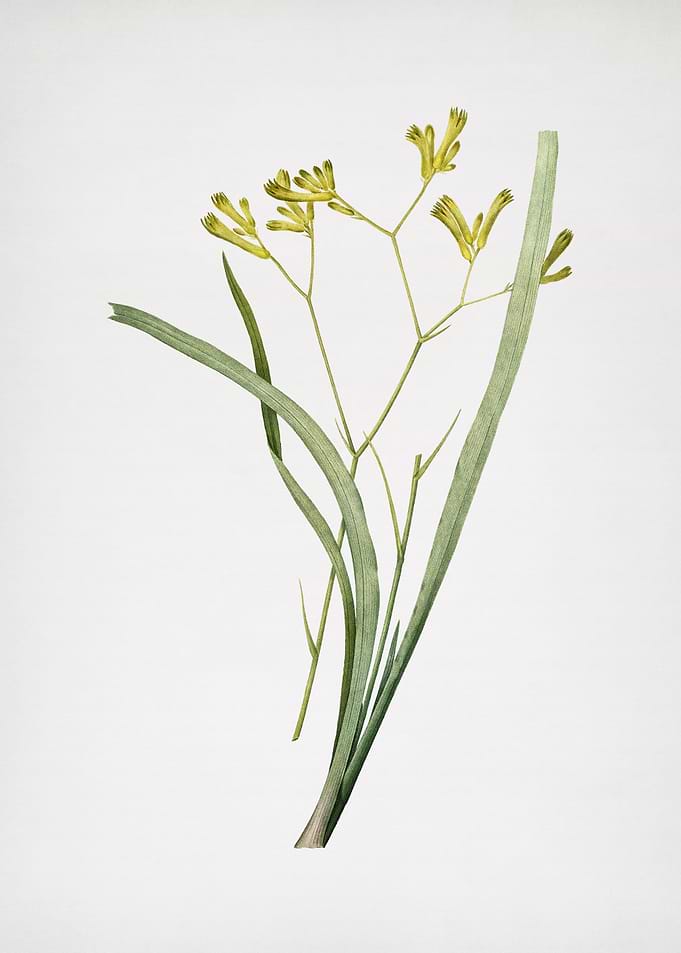 Anigozanthos Flavida