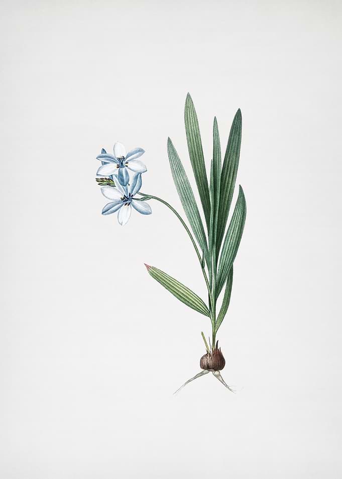 Gladiolus Plicatus
