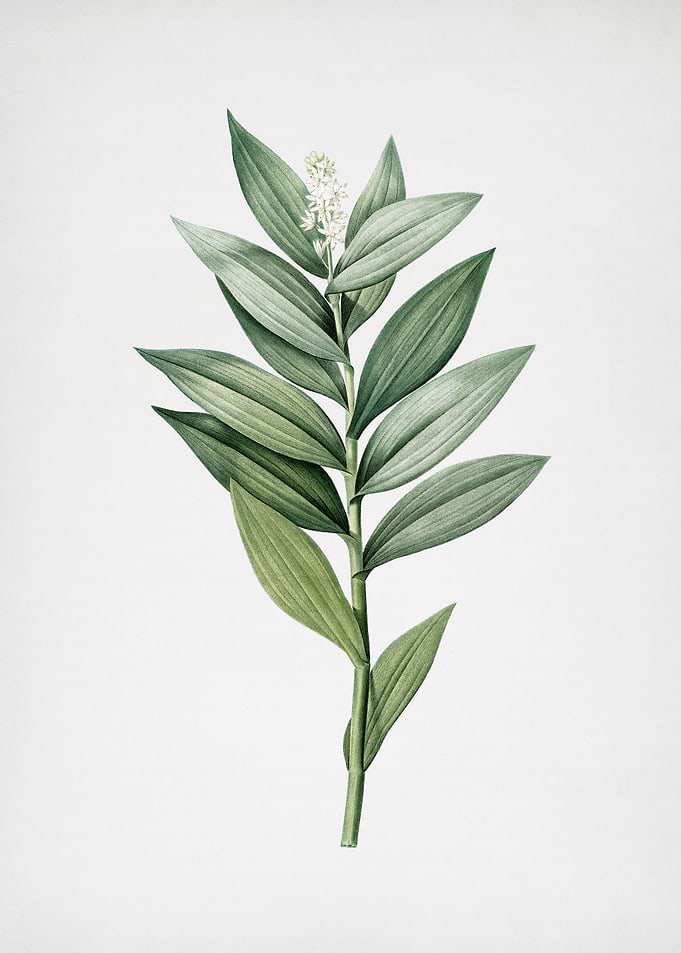 Smilacina Stellata