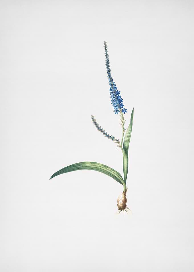 Ixia Plantaginea